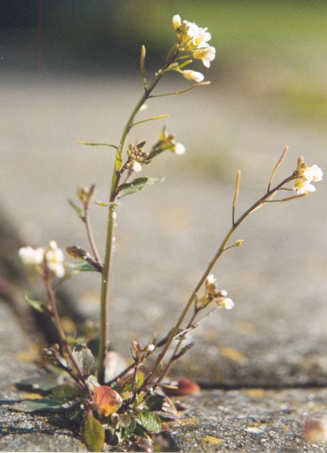 Arabidopsis